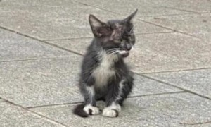 两个月的猫丢了能活吗视频