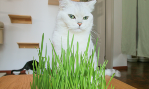 猫吃多少猫草