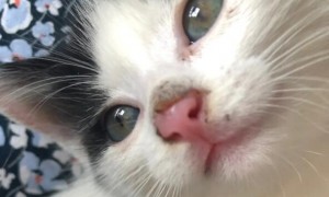 猫咪鼻子很粉是什么原因