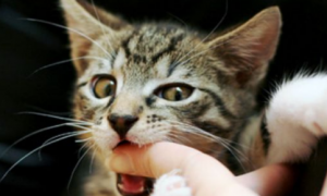 为什么摸猫咪它要咬手指头