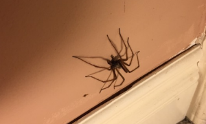 家里的蜘蛛会自己离开吗