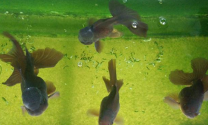 鱼缸水质变绿怎么处理