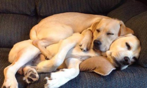 为什么狗狗会聚在一起睡觉呢