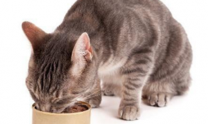 为什么猫咪吃罐头脱肛