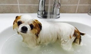 在家给狗洗澡怎么洗的