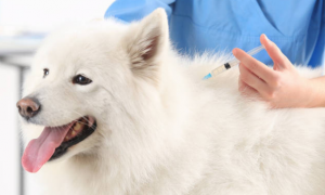 狗狗必须打疫苗吗