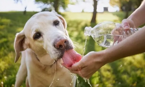 狗狗脱水在家自救办法