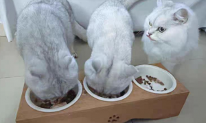 十大放心猫粮国产排行榜
