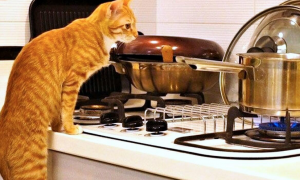 猫咪会做家务吗为什么