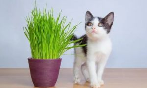 猫草用每天吃吗