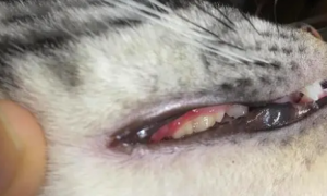 猫咪牙齿流血因为什么引起的