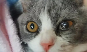 宠物猫眼睛发炎怎么办