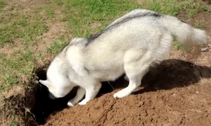 为什么挖洞的狗不能养