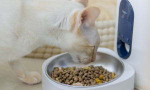 FURRYTAIL宠物智能喂食器在哪买