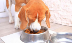 如何健康养狗推荐狗粮吃呢