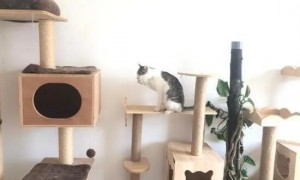 猫爬架长什么样子