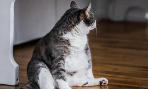 猫为什么会长胖