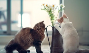 为什么猫咪喜欢啃花盆呢