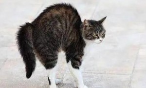 为什么猫咪会拱起背部