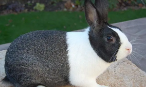 兔子便秘能自然好吗