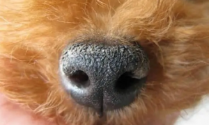狗狗鼻子干燥是什么原因导致的