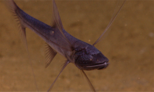 短头蓑蛛鱼的种类特征