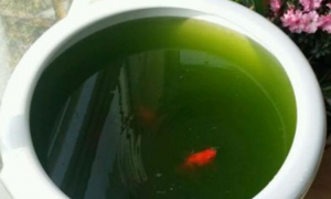 鱼缸水质变绿怎么解决