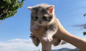 为什么猫怕举高