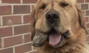 狗狗为什么喜欢叼石头