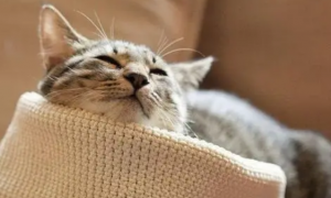 猫咪为什么睡很长时间不动