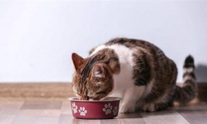 猫咪为什么闻了味道会张嘴