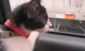 猫咪为什么喜欢坐车旁边