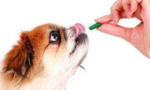 狗流感吃什么药