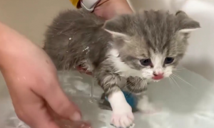 为什么不建议猫咪频繁洗澡呢
