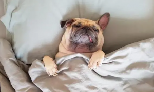 为什么不让狗狗睡枕头上