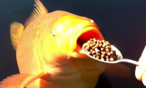 高蛋白鱼粮有哪些功能