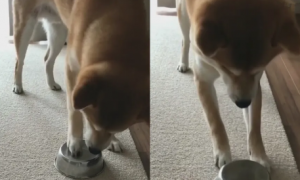 为什么狗狗要打翻碗盘吃饭呢