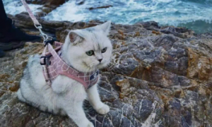 猫咪爱看海水是为啥
