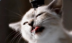 猫咪睡前可以喝水吗
