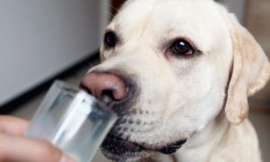 为什么要给狗狗喝中药水呢