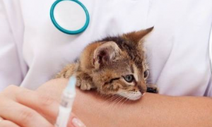 为什么士猫不用打疫苗