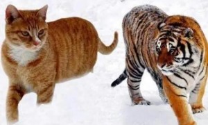 为什么老虎怕猫咪
