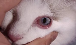 猫咪眼角为什么会肿