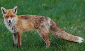 野狐子是什么狐狸 照片
