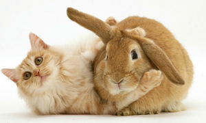 兔子会被猫吃掉吗