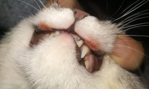 猫咪的嘴巴为什么有异味呢