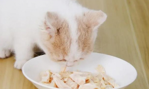 猫为什么不吃白水煮鸡胸肉
