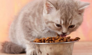怎样让猫咪爱上狗粮呢