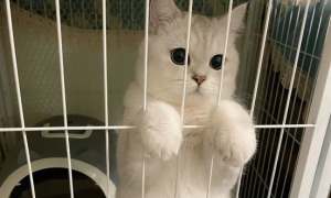 猫咪为什么不喜欢进笼子