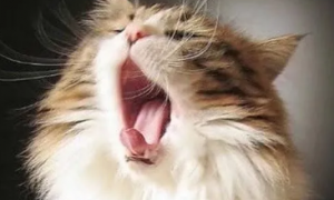 为什么猫咪叫声很大声